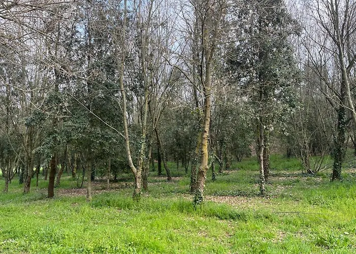 Green Woods