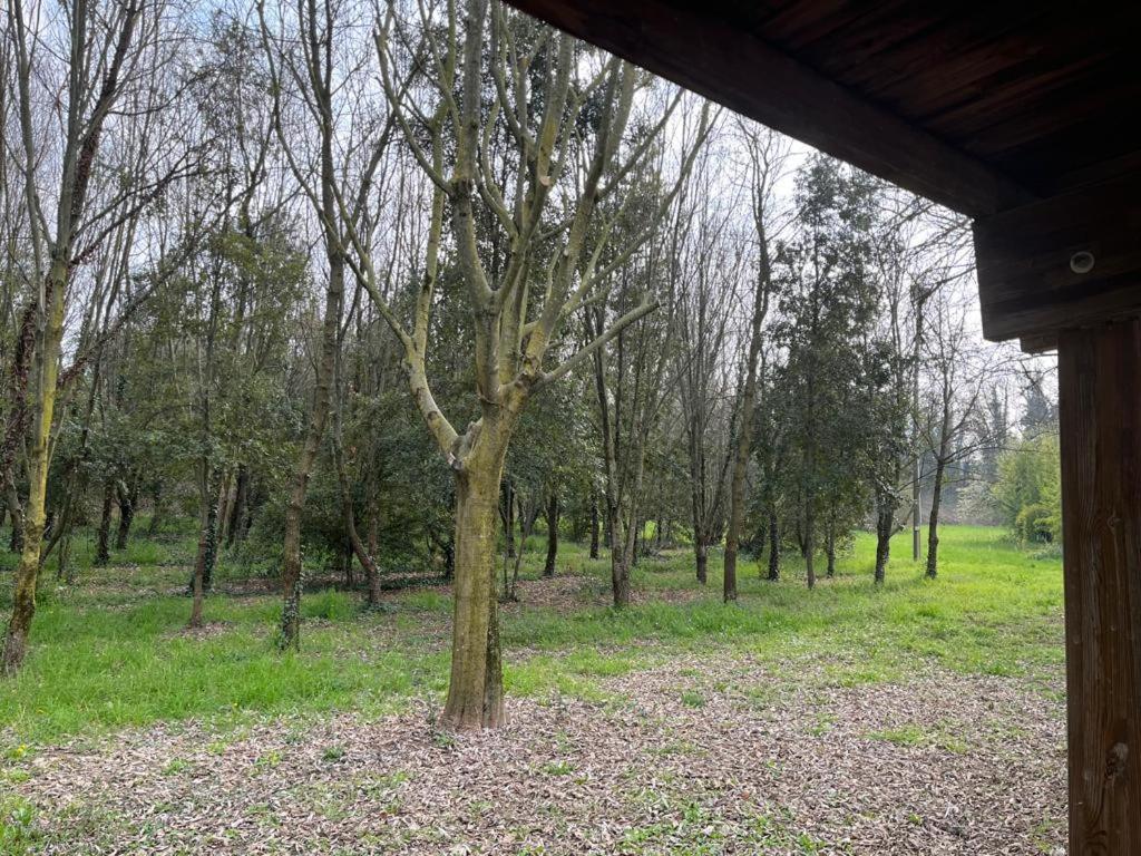 Woods